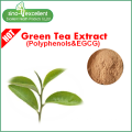 Extracto de té verde natural con polifenoles